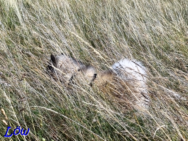 7.7.2025 - Dwix verschwindet im Gras
